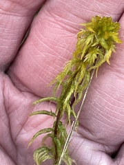 Sphagnum inundatum