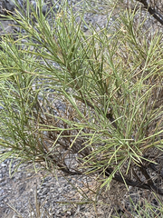 Genista acanthoclada