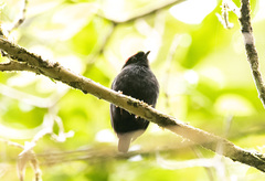 Chiroxiphia pareola
