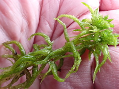 Subsecunda