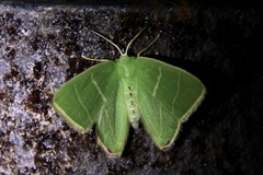 Urolitha bipunctifera