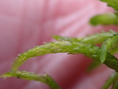 Subsecunda