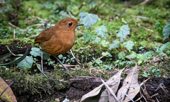 Grallaria saturata