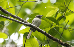 Hemitriccus griseipectus