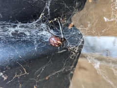 Steatoda grossa