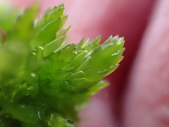 Subsecunda