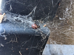 Steatoda grossa