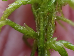 Subsecunda