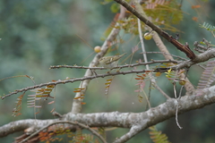 Phylloscopus inornatus
