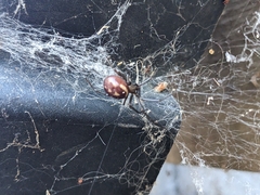 Steatoda grossa