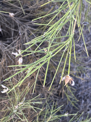 Genista acanthoclada