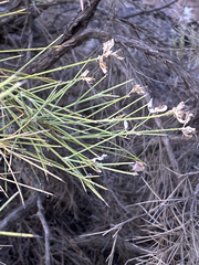Genista acanthoclada