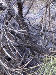 Genista acanthoclada