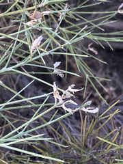 Genista acanthoclada