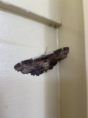 Pholodes sinistraria