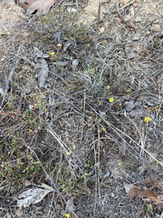 Hibbertia empetrifolia