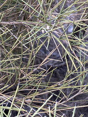 Genista acanthoclada