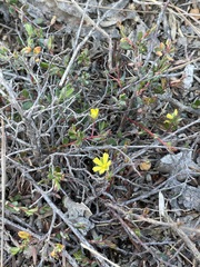 Hibbertia empetrifolia