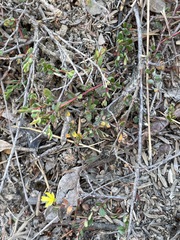 Hibbertia empetrifolia