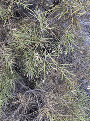 Genista acanthoclada