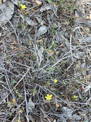 Hibbertia empetrifolia