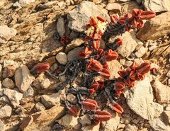 Crassula pyramidalis