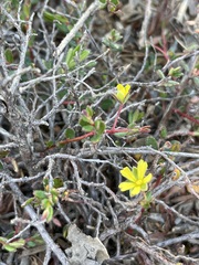 Hibbertia empetrifolia