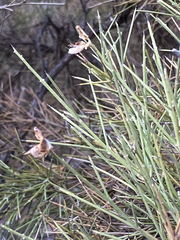 Genista acanthoclada