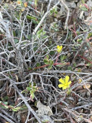 Hibbertia empetrifolia