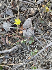 Hibbertia empetrifolia