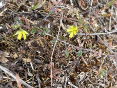 Hibbertia empetrifolia