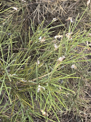 Genista acanthoclada