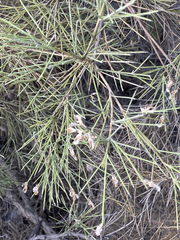 Genista acanthoclada