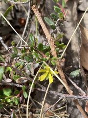 Hibbertia empetrifolia