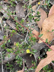 Hibbertia empetrifolia
