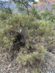 Genista acanthoclada