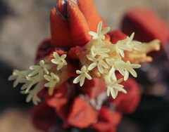 Crassula pyramidalis