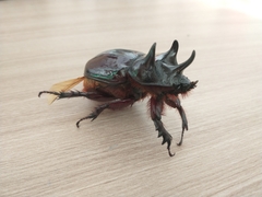 Strategus aloeus
