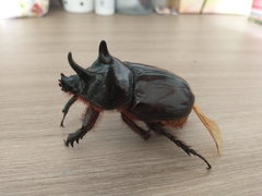 Strategus aloeus