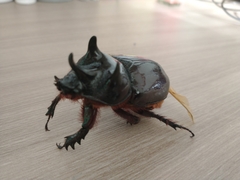 Strategus aloeus