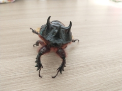 Strategus aloeus