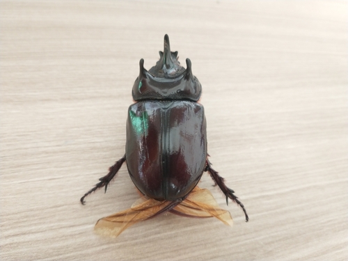 Strategus surinamensis