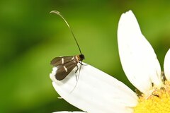 Cauchas rufimitrella