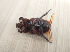 Strategus aloeus