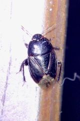 Macroscytus