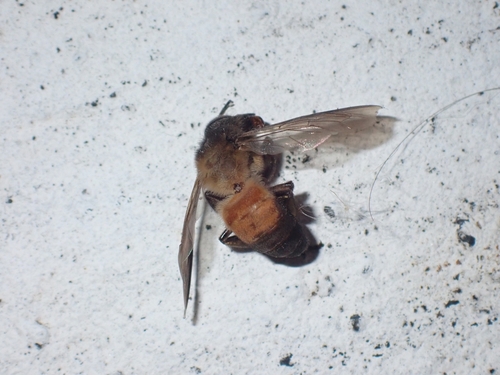 Giant Honey Bee