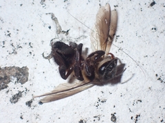Apis dorsata