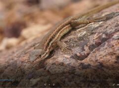 Mesalina simoni simoni