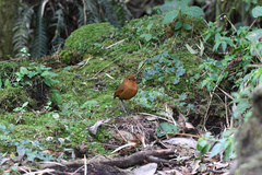 Grallaria saturata