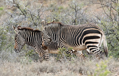 Equus zebra zebra